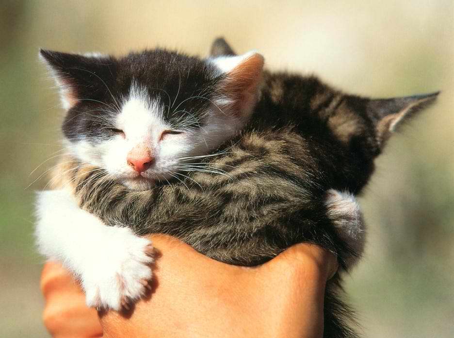 Gatti (15)
